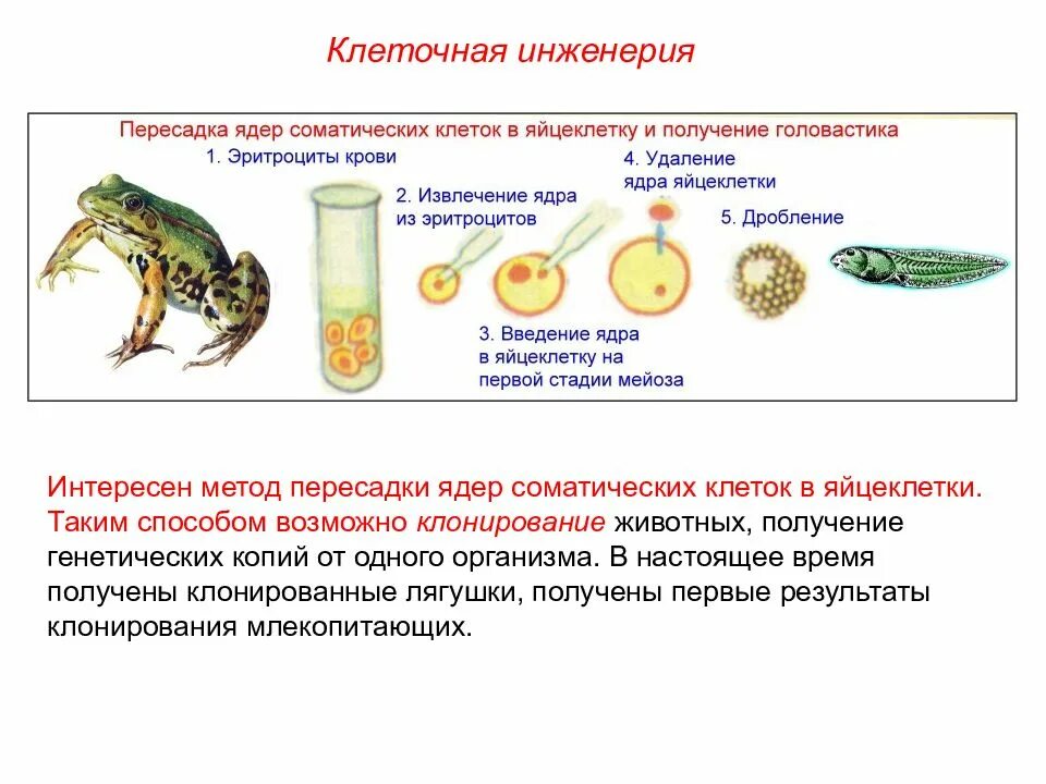 Клонирование мышей схема. Методы клеточной инженерии животных. Пересадка ядер соматических клеток в яйцеклетки. Методы гибридизации соматических клеток. Метод пересадки ядер соматических клеток.