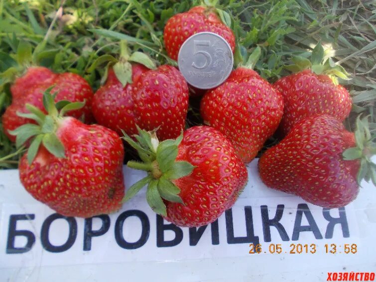 Сорта обзор. Земляника богема. клубника богема фото. клубника богема описание сорта. клубника боровицкая фото.