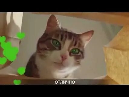 Кот из рекламы китекат