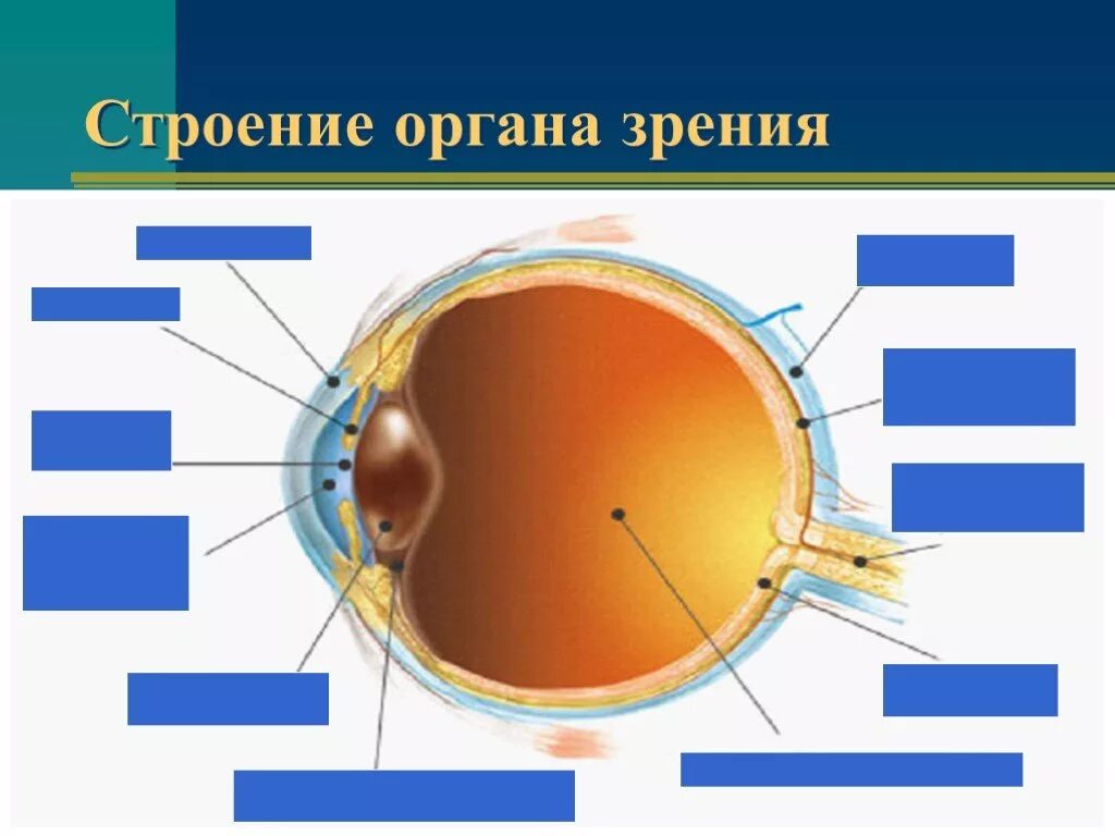 Тест по теме глаз. Орган зрения 8 класс биология. орган зрения и зрительный анализатор 8 класс. строение зрительного анализатора биология 8 класс. структура глаза биология 8 класс.