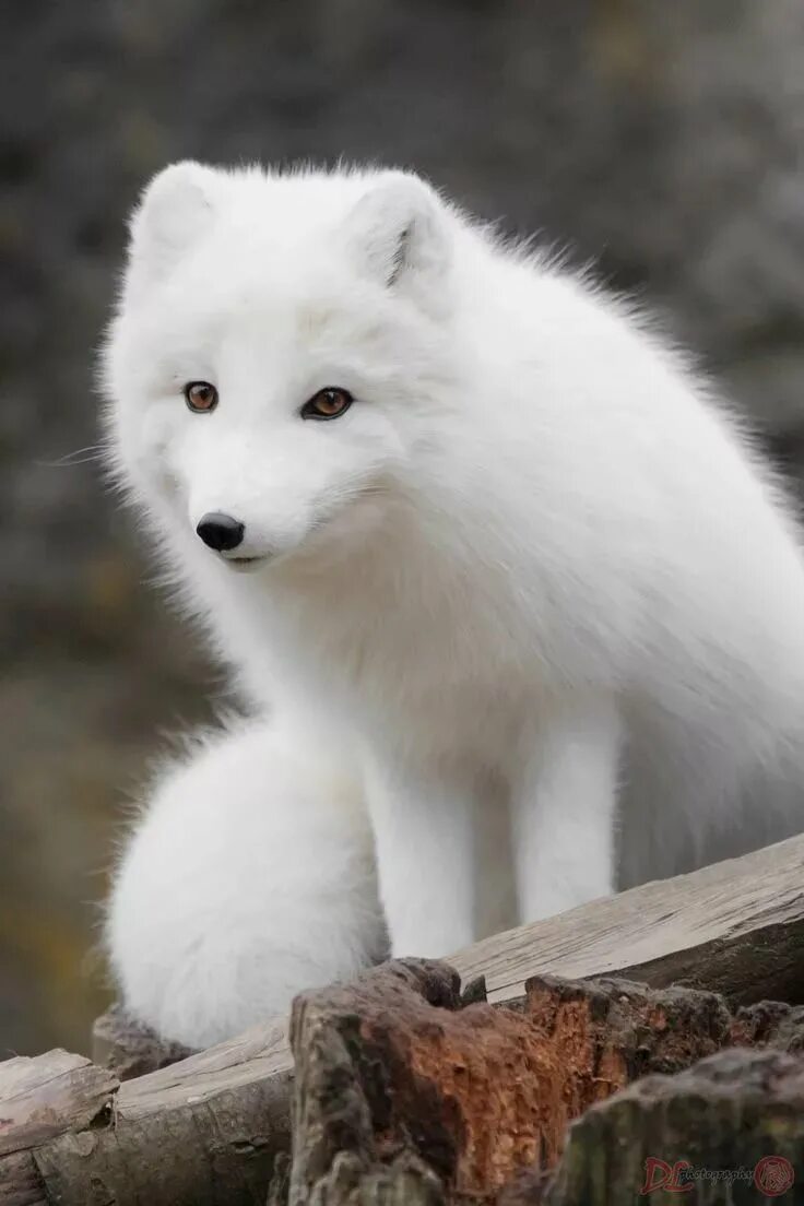 Как выглядит белый песец Berkas:Arctic fox (6375703941).jpg Wikipedia bahasa Indonesia, ensiklopedia be
