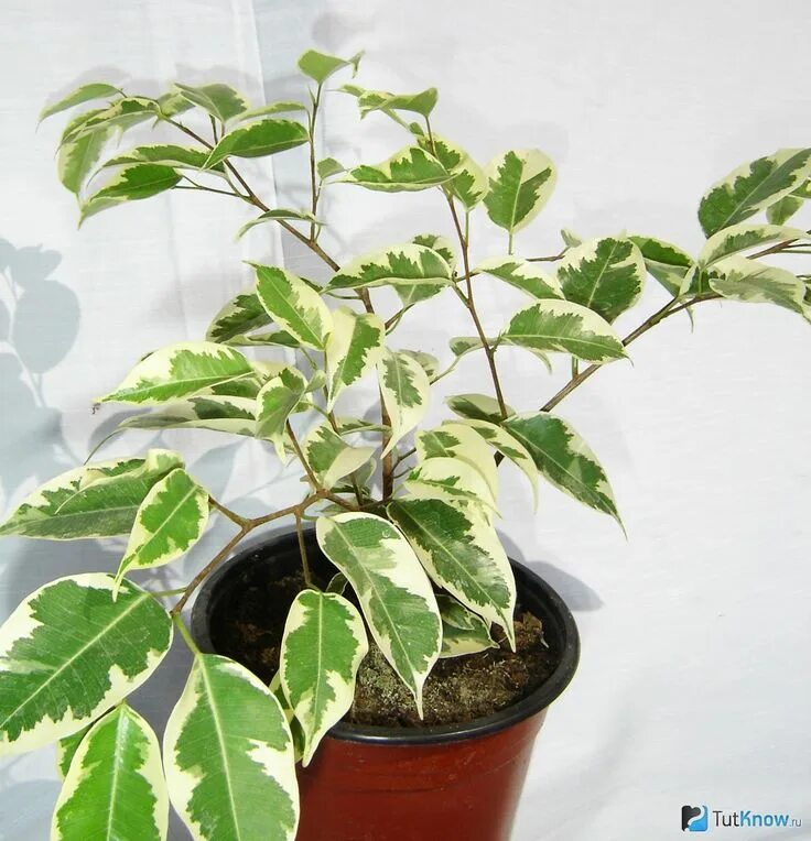 5 plantas de interior resistentes - http://www.jardineriaon.com/5-plantas-de-int