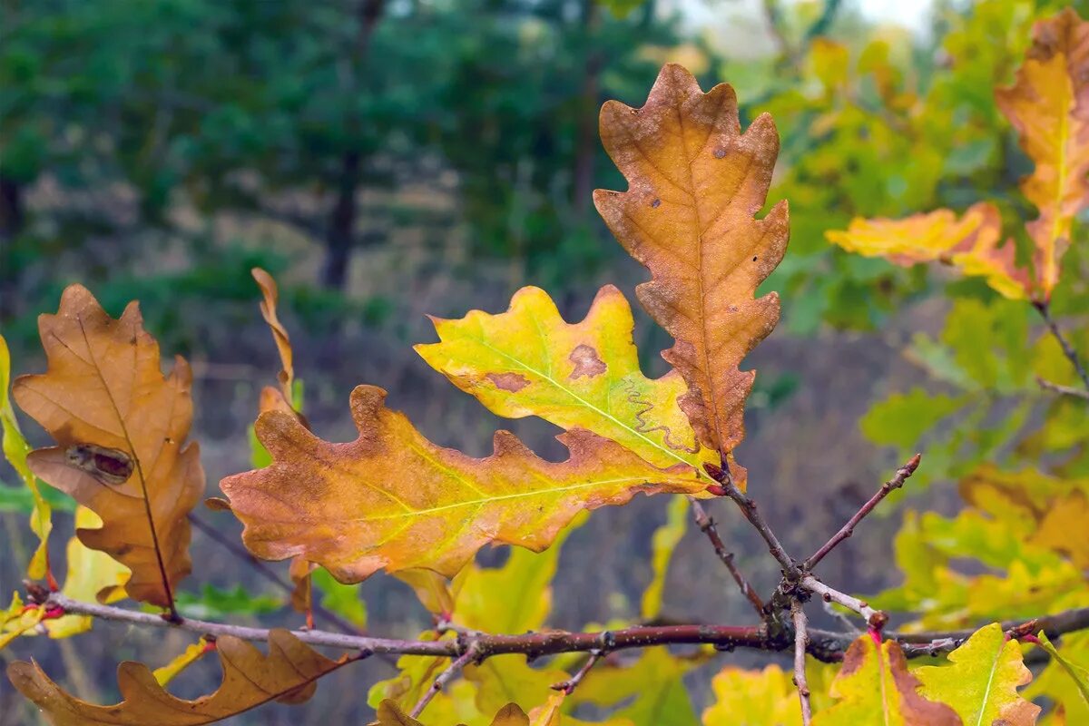 как выглядит дубовый. Quercus alba. дуб черешчатый листок. дуб черешчатый лист. дуб черешчатый лист.
