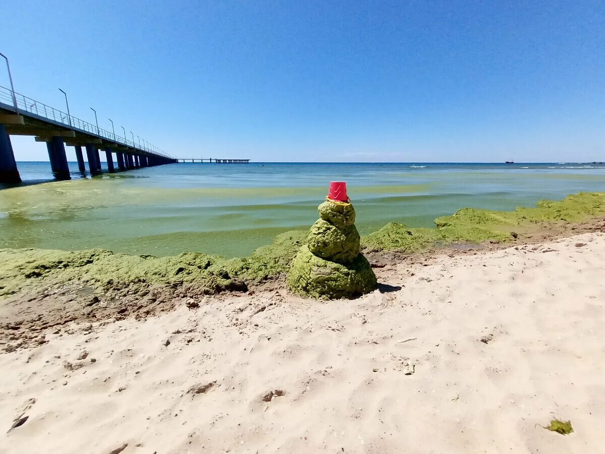 Водоросли в анапе. Море Анапа Джемете водоросли. Цветение водорослей в Анапе.