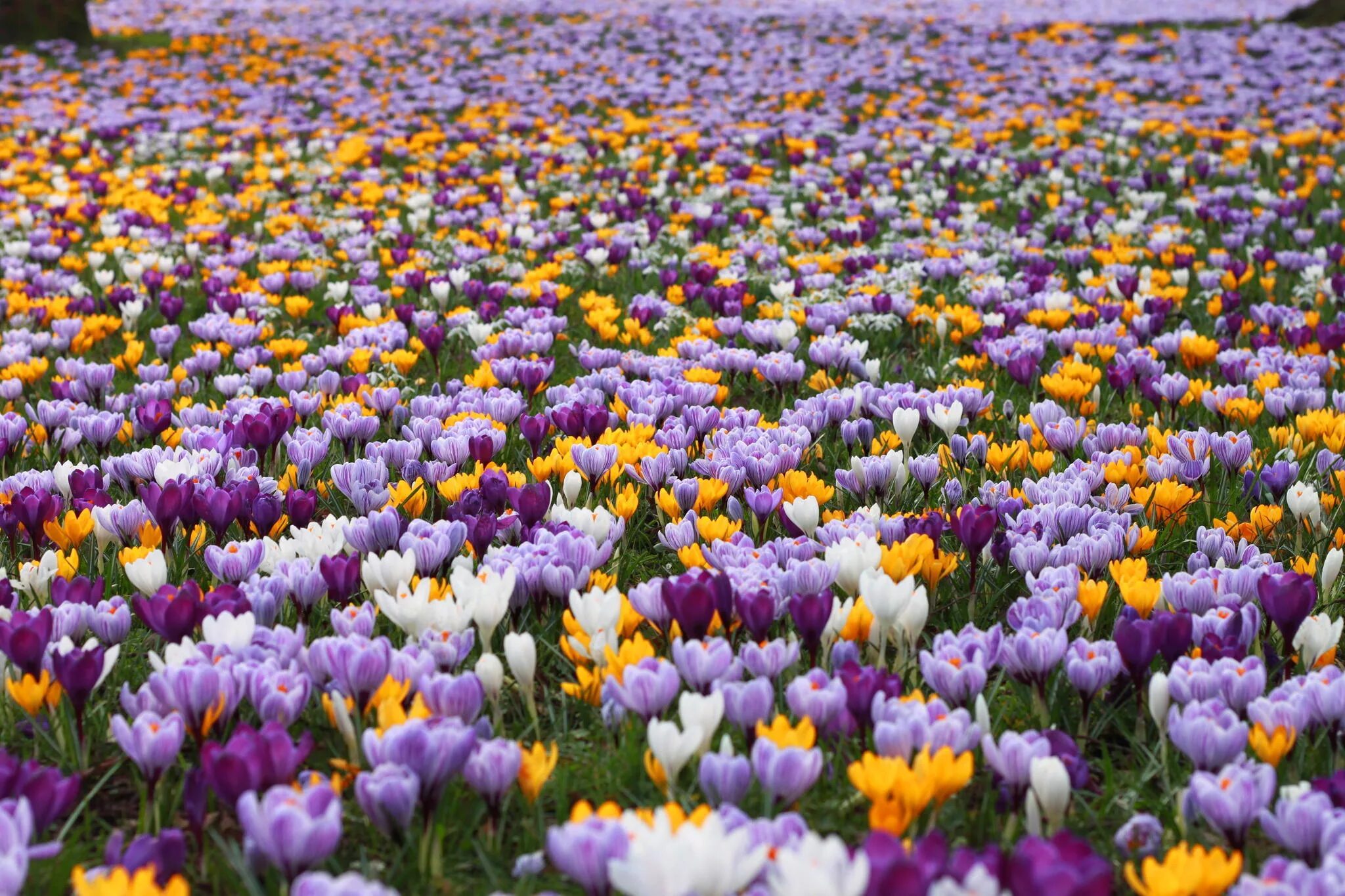 Цветы весной видео. Мавританский газон Очиток Крокус пролеска. Первоцветы (подснежники, крокусы, гиацинты).. Крокус Шафран весенний. Весенние первоцветы тюльпан.