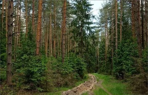 Рядом лесные массивы