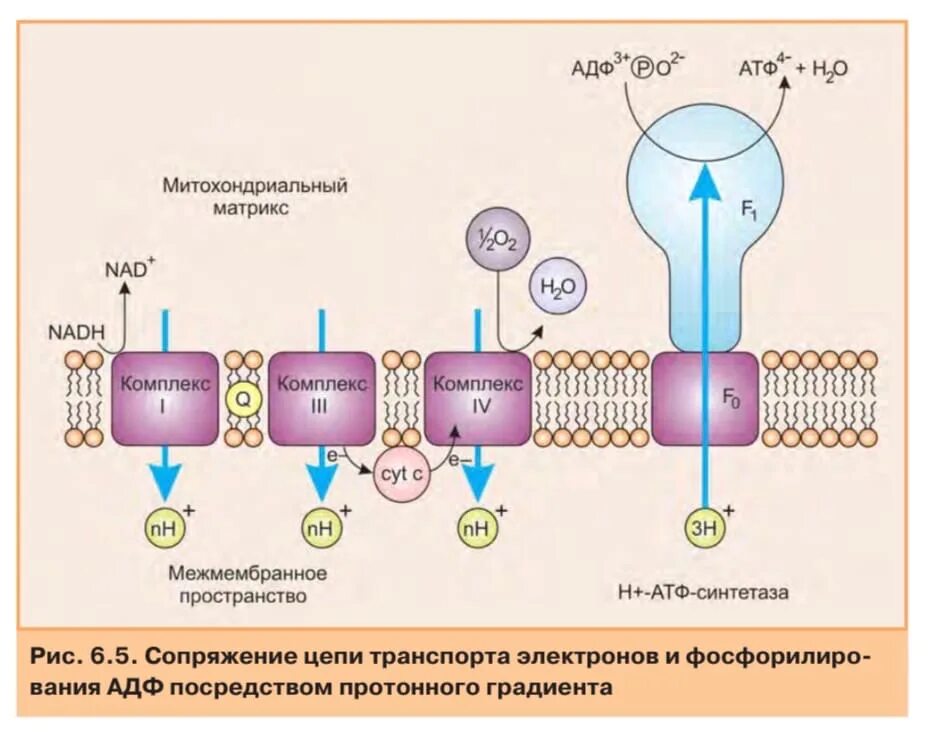 Фосфорилирование биохимия. Окислительное фосфорилирование схема. Процесс окислительного фосфорилирования механизм. Элементы окислительного фосфорилирования. Регуляция окислительного фосфорилирования.