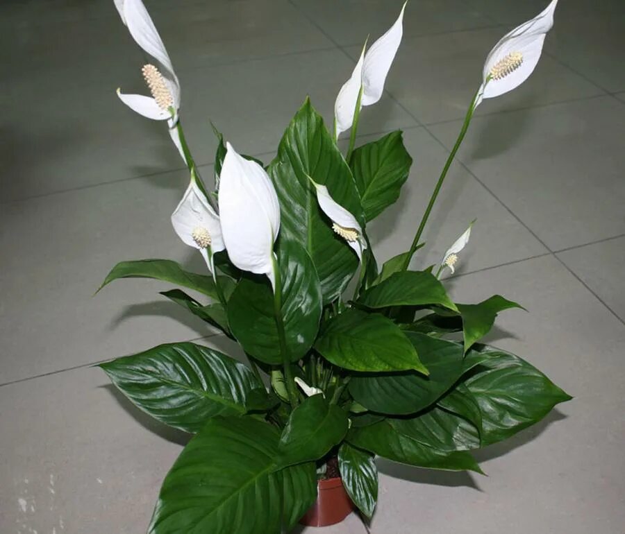 Спатифиллум Уоллиса (Spathiphyllum wallisii). Спатифиллум Даймонд. Спатифиллум Уоллиса спатифиллум Уоллиса. Купить спатифиллум магазин