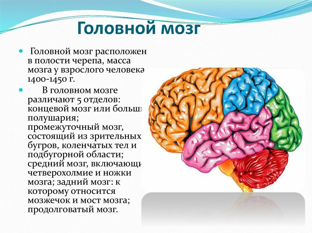 Из какого вещества состоят мозги. Головной мозг. Структуры головного мозга. Строение мозга. Строение головного мозга человека.