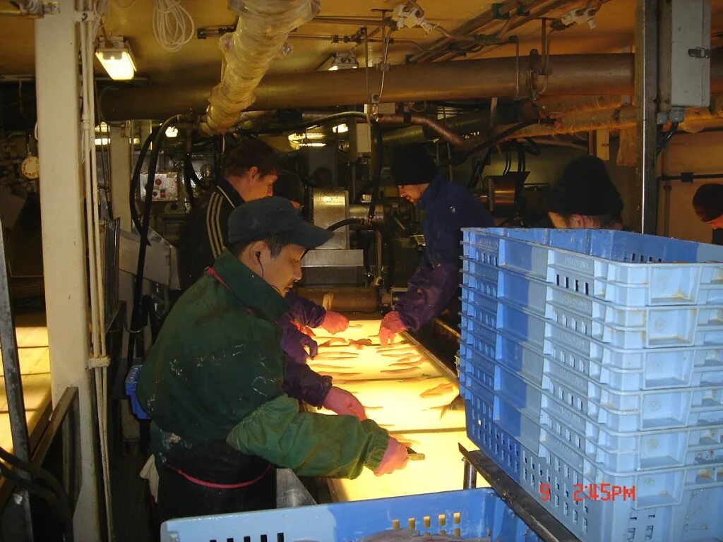 Матрос рыбообработчик. Морские профессии. Зарплата моряка. Работа в море на судне. Морские профессии.