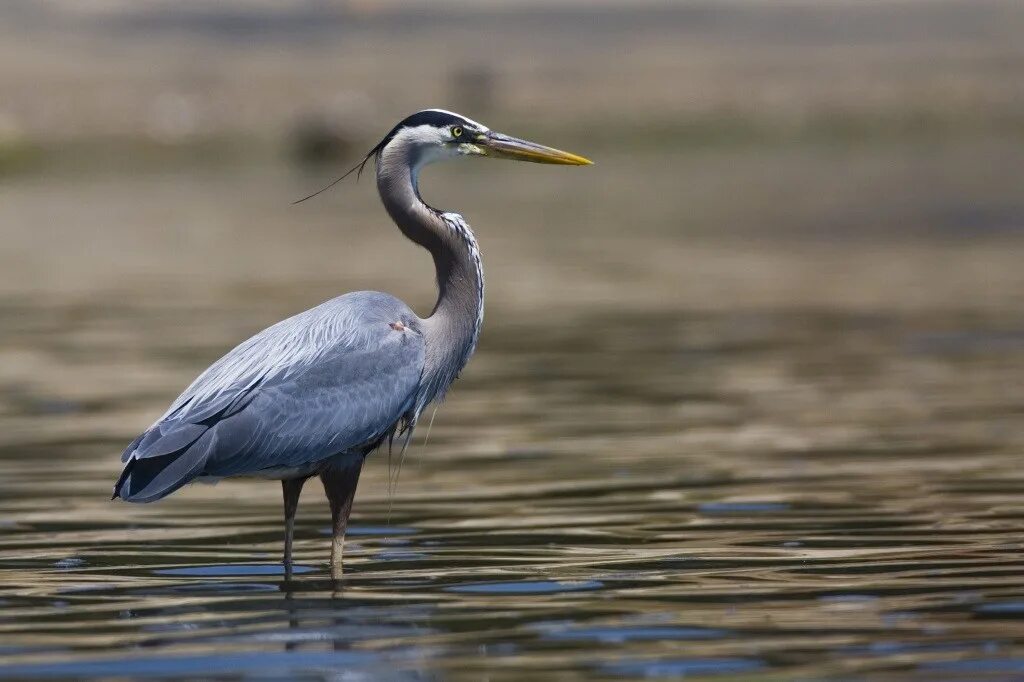 Крупная цапля. Ardea herodias. great blue heron ardea herodias. хохлатая цапля. great blue heron птица.