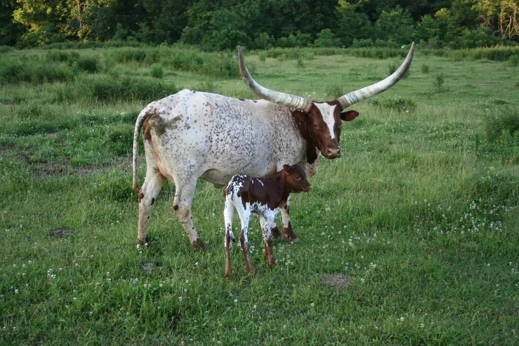 Beef cow. Телята зебу. Теленок 4 буквы сканворд. Горбатая зебу. Bovinele.