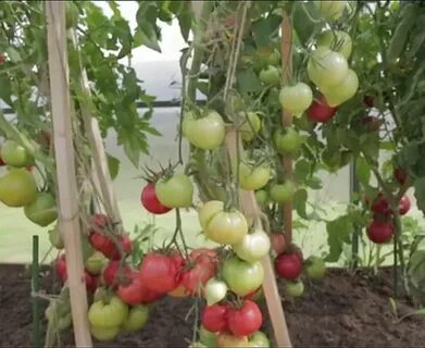 Томат малиновая империя