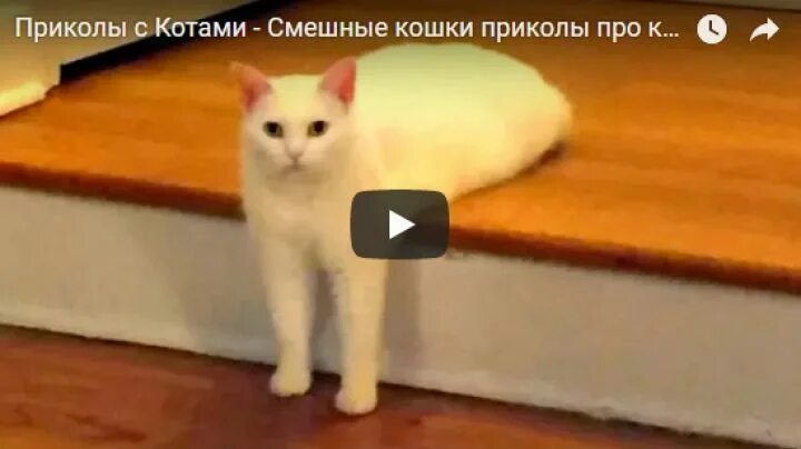 Ржачные видяшки. Смешные ролики для вацап. Коротенькие смешные видео. Смешные короткие видео для ватсапа.