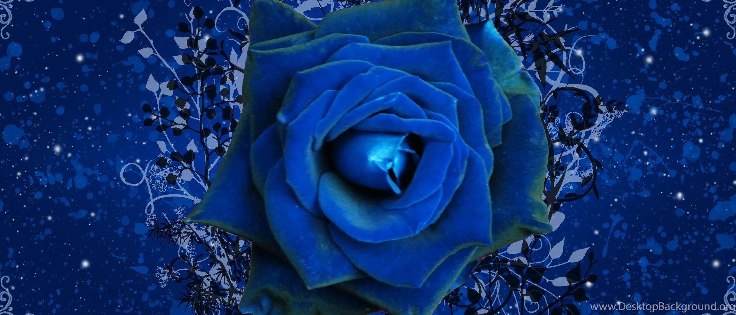 Blue rose песня. Синяя обложка альбома. Синие розы эстетика. Синие розы семена. Blue rose песня.