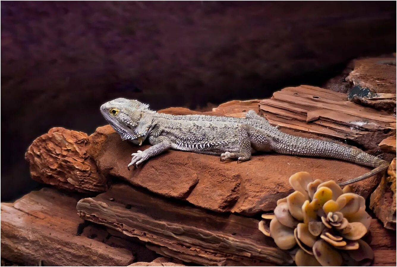 Игуана бородатая агама. Геккон бородатая агама. Pogona vitticeps бородатая агама.