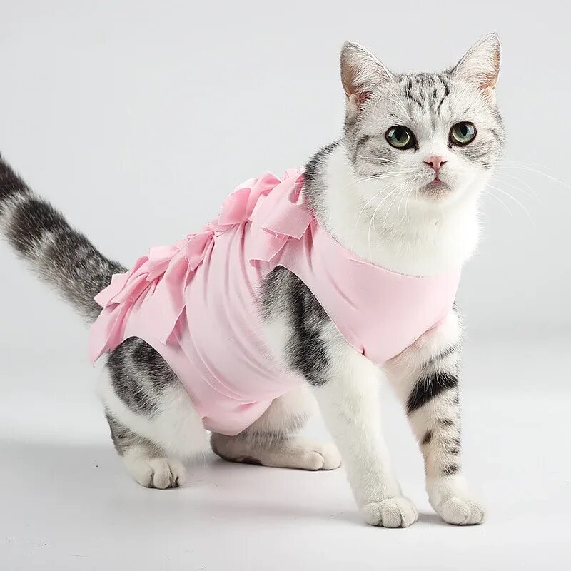 Кошечка с одеждой. Одежда для кошек. Котята в одежде. Кошки в одежке. Одежда для кошечек.