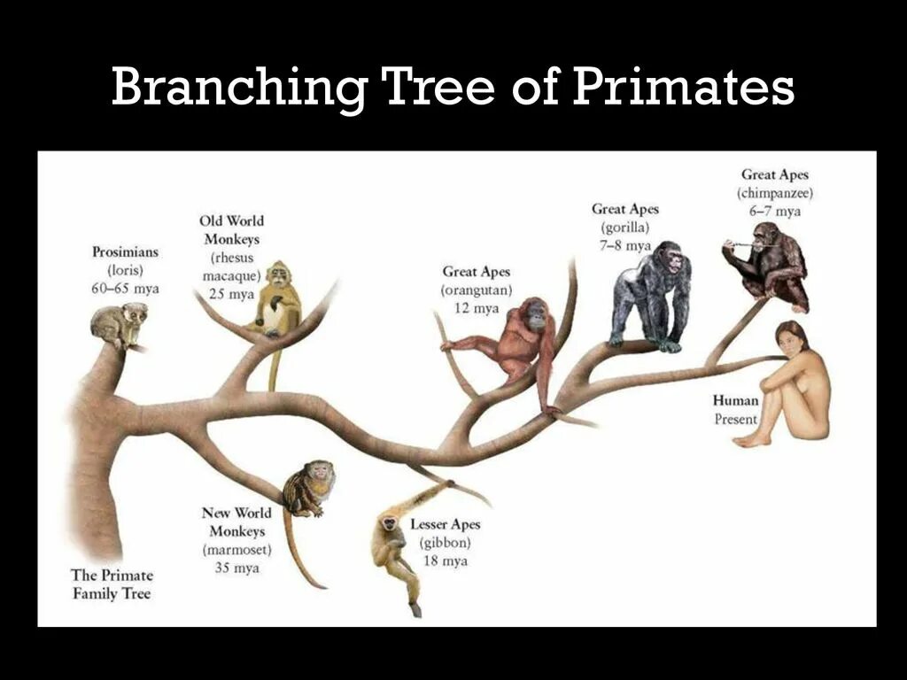 Филогенетическое Древо приматов. Древо хомо сапиенс. Эволюция homo sapiens таблица. Эволюционная ветвь человека. Эволюция древа 176