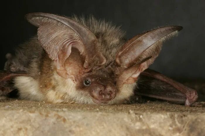 Уссурийский трубконос. Хоботковый мешкокрыл. Eptesicus serotinus. Летучие мыши на урале. Поздний кожан летучая.