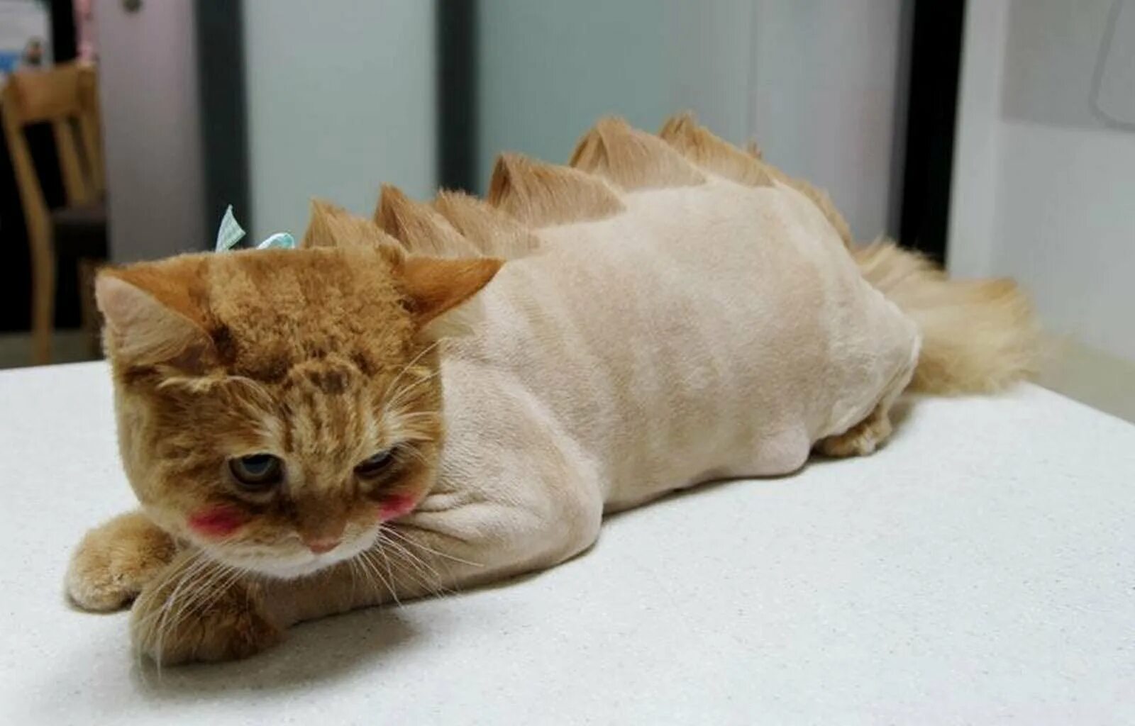 Стрижка крот. Стрижка кота дракончик. Креативные стрижки котов. Стрижка котов. Стрижка британца.