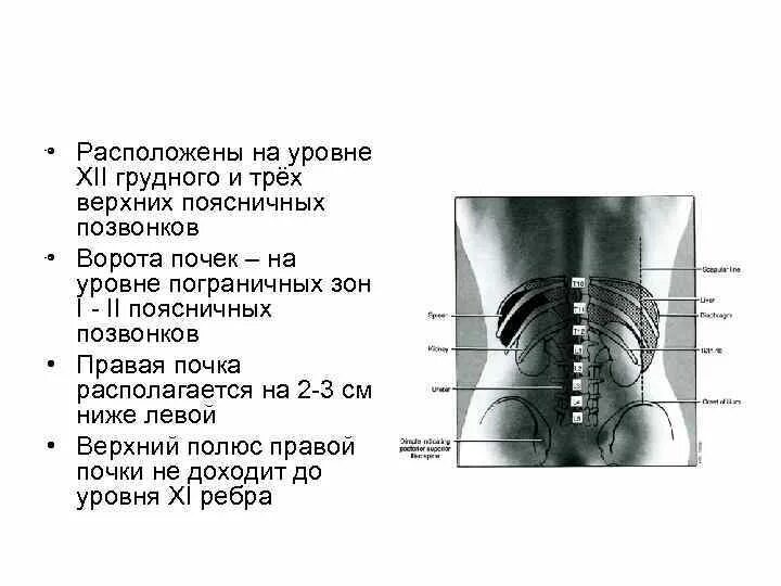 Почки