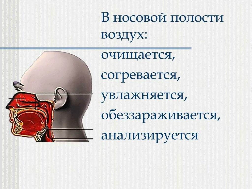 Воздух очищается согревается. В носовой полости вдыхаемый воздух. Что происходит в носовой полости. В носовой полости воздух согревается. В носовой полости воздух согревается и очищается.