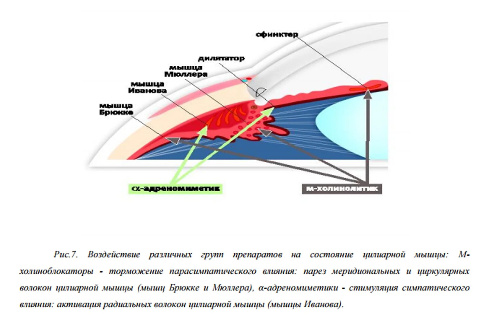 Мышцы аккомодации. Аккомодация цилиарная мышца. Механизм аккомодации цилиарная мышца. Радиальные волокна цилиарной мышцы. Мышцы аккомодации глаза.