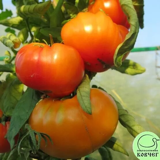томат северное сияние. сорт помидор северное сияние. томат северное сияние.