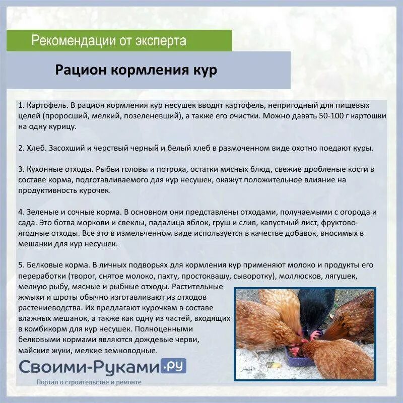 Можно ли куриный. Чем можно кормить кур. Что можно давать курам. Чем кормить и давать несушек. Рацион кур.