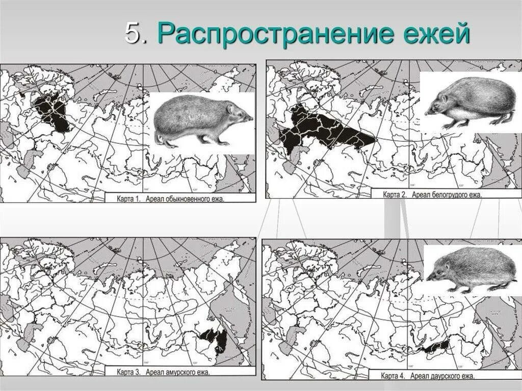 Место обитания насекомоядных. Отряд Насекомоядные ареал обитания. Ареал ежа обыкновенного. Амурский ёж ареал обитания. Ареал ежа обыкновенного карта.