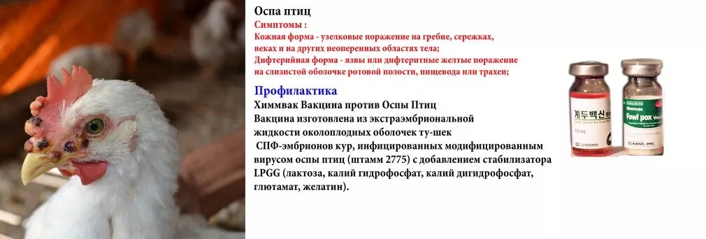 Птичий грипп симптомы у птиц. Грипп птиц ветеринария. Симптомы птичьего гриппа у индюков. Птичий грипп симптомы у птиц. Симптомы птичьего гриппа у индюков.