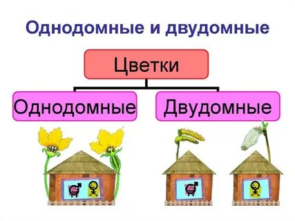 Однодомные и двудомные растения