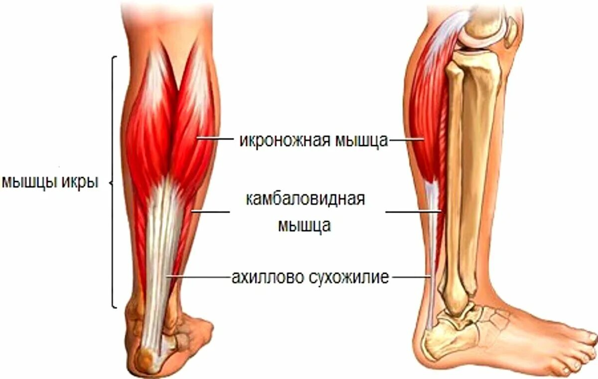 Почему болят сухожилия на ногах. Танзенит ахилового сухожилия. Медиальная головка икроножной мышцы анатомия. Ахиллово сухожилие и икра. Камбаловидная мышца (m.Soleus).