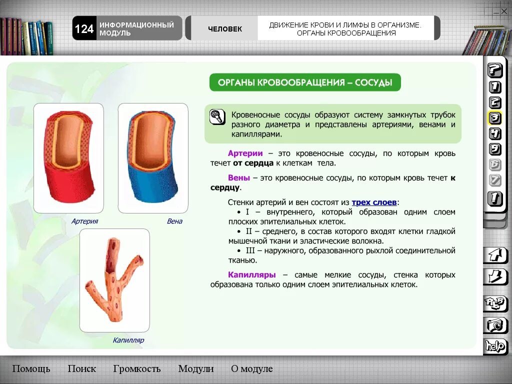 Уроки биологии 8 кл. Конспект по биологии 8 класс движение крови по сосудам. Движение крови по сосудам конспект. Движение крови по сосудам конспект биология. Движение крови по сосудам 8 класс биология конспект.