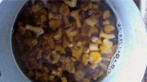 Моют ли лисички перед жаркой