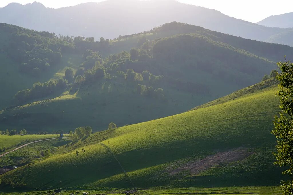 Маральник Никольское Алтай. Село Никольское Алтайский район. Село Никольское маральник. Горно Алтайск маральник Никольское. Погода никольское алтайский край