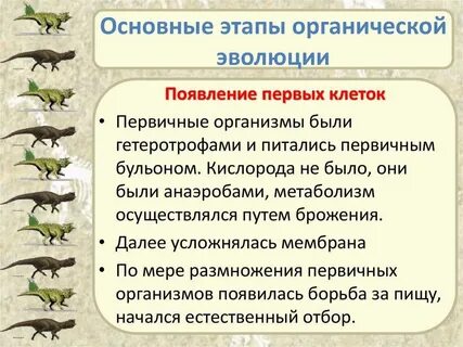 Эмпирическим правилом эволюции групп организмов является