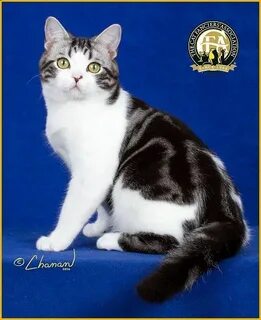 Кошка 6 букв