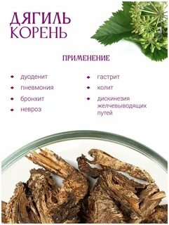 Корень дягиля