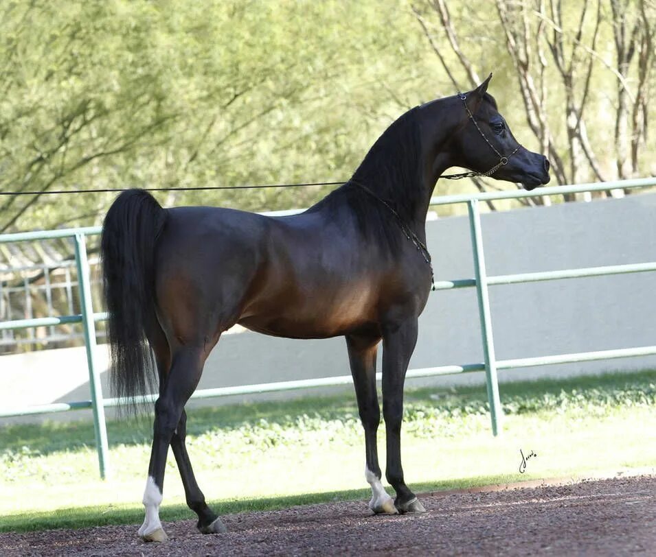 Чистокровная арабская лошадь 5. Арабский конь. Шоу арабских лошадей Терский. Самые красивые арабские лошади в мире. Арабские лошади лайн.