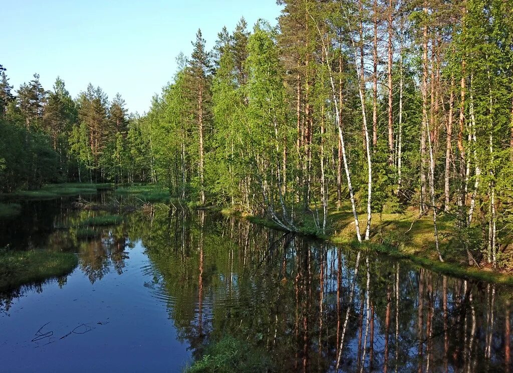 Ломоносовский район п. Лесное озеро в Ленинградской области. Лесное озеро Ломоносовский район. Озеро Лесное Гарболово. Озеро Лесное Ленинградская область Гатчинский район.