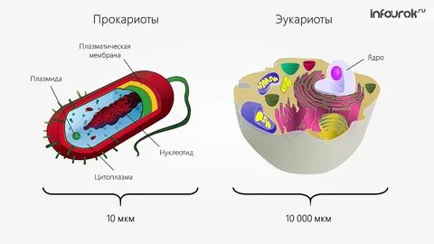 Структуры в клетках эукариот для транспорта