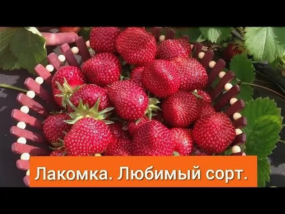 Клубника лакомка описание сорта фото отзывы садоводов Клубника лакомка описание сорта отзывы садоводов: найдено 88 изображений