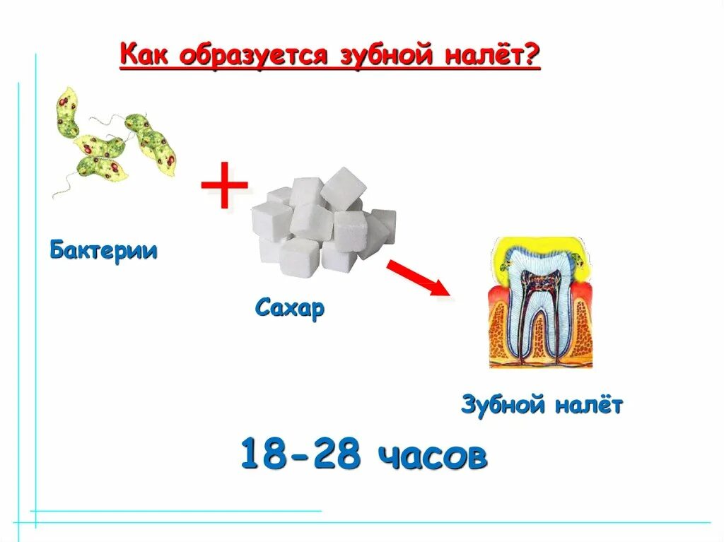 Как образуются зубы