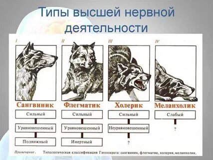 Характер активности животного