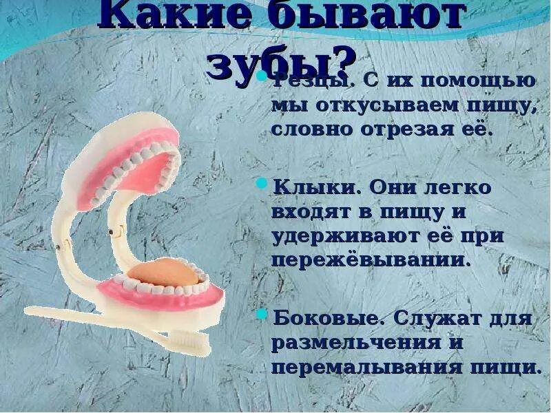 Почему нужно чистить зубы и мыть руки. Зубы не участвующие в пережевывании пищи. какие зубы задействованы в пережевывании пищи. какими зубами человек откусывает пищу. зачем нужны клыки человеку.