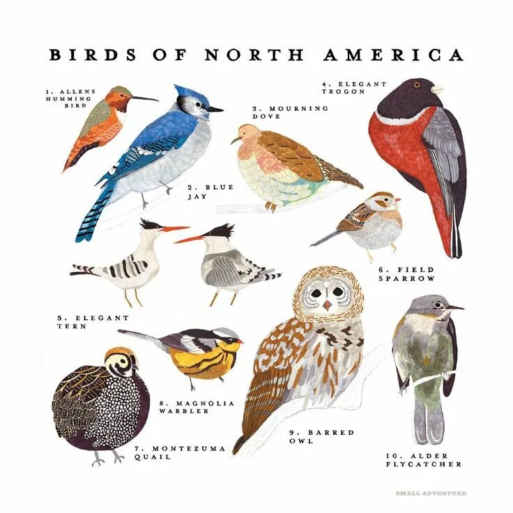 Птицы Северной Америки для детей. Птицы севера названия. Птицы американские названия. Птицы Южной Америки с названиями.