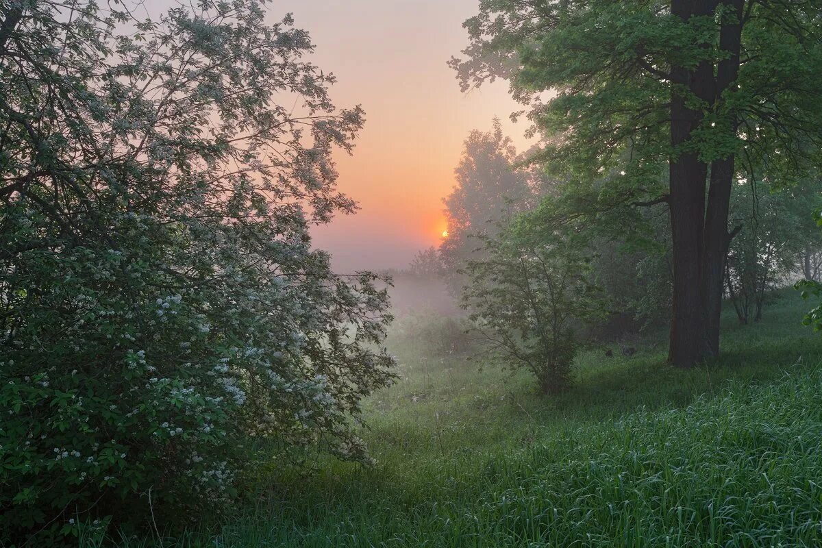 Раннее утро на природе. Утренний пейзаж. Утренний туман в лесу. Ранний рассвет в лесу.