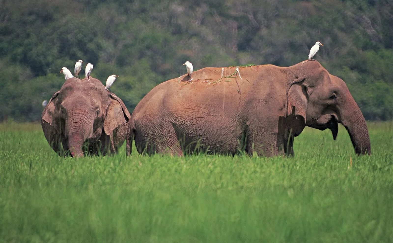Ввп шри ланки. Фауна Шри Ланки. Млекопитающие Шри Ланки. Национальный парк Удавалаве Шри Ланка. Национальный парк Яла Шри Ланка животные.