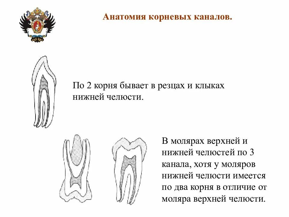 Нижние резцы анатомия корневых каналов. Анатомия корневых каналов. Анатомия корневых каналов. Корневые каналы зубов анатомия и топография. Устья корневых каналов зубов.